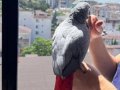 JAKO KELİME CAMBAZI