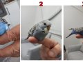 2 aylık yeme düşmüş 3 adet yavru muhabbet