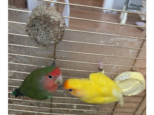 Yetişkin Eş Tutmuş Lutino ve Yeşil Sevda Papağanı Çifti