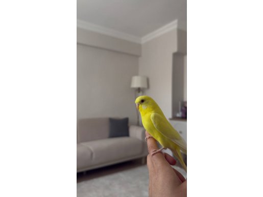 Lutino (sarı albino) muhabbet kuşu 