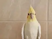 Yavru evcil sultan papağanı 