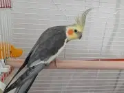 Ele alışık konuşan çift (erkek babacık diyor)
