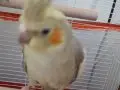 Ele alışık konuşan çift (erkek babacık diyor)