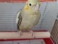 Ele alışık konuşan çift (erkek babacık diyor)