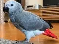 11 AYLIK FULL EĞİTİMLİ VE SAĞLIKLI 