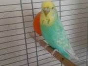 Jumbo muhabbet kusu