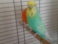 Jumbo muhabbet kusu
