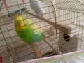 Eşli muhabbet kuşu kafes herşeyiyle 