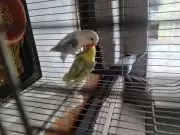 Parblue opaline cennet papağanları 