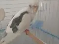 Albino sultan papağanı 4aylık .