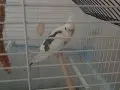 Albino sultan papağanı 4aylık .