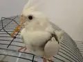 Albino sultan papağanı 4aylık .