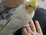 Ele Alışık Sultan Papağanı