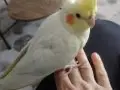 Ele Alışık Sultan Papağanı
