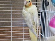 Acil satılık Çift sultan papağanları ( erkek albino)
