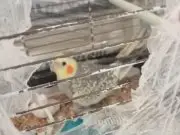 Özel Kan! Babası Konuşan, 2 Aylık Konuşmaya Başlamış Yavrulu