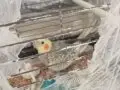 Özel Kan! Babası Konuşan, 2 Aylık Konuşmaya Başlamış Yavrulu