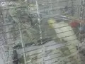 Sahibinden Konuşan Sultan Papağanı Ailesi (8 Adet