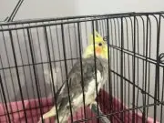 Babacık aşkım diyor konuşan tek erkek sultan papağanı 