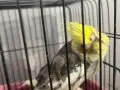 Babacık aşkım diyor konuşan tek erkek sultan papağanı 