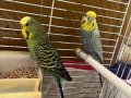 dişi tkf bilezikli rainbow erkek jumbo genç takım