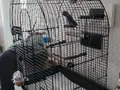 HER ŞEY DAHİL 5 aylık, sağlıklı ve enerjik Cennet Papağanı