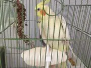 Full evcil 1 erkek 1 dişi 