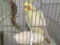 Full evcil 1 erkek 1 dişi 