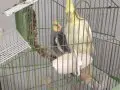 Full evcil 1 erkek 1 dişi 