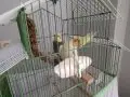 Full evcil 1 erkek 1 dişi 