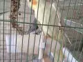 Full evcil 1 erkek 1 dişi 