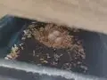 Full evcil 1 erkek 1 dişi 