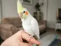 6 AYLIK çocuklara ele alışkın ısırmaz