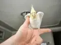6 AYLIK çocuklara ele alışkın ısırmaz