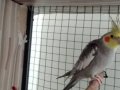 Sultan papağanı çift satılık 