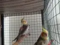 Sultan papağanı çift satılık 