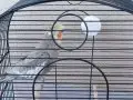SİLİVRİ SULTAN PAPAĞANI 