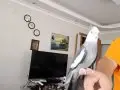 Babacik askim cicikus ve melodiler