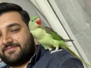 Full evcil el besleme alex ısırma yapmaz elden inmez 