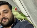 Full evcil el besleme alex ısırma yapmaz elden inmez 