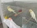 Acilll satılık 