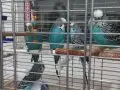 13 ADET ERKEK KUŞ