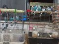 13 ADET ERKEK KUŞ