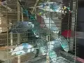 13 ADET ERKEK MUHABBET KUŞU