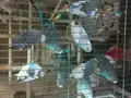 13 ADET ERKEK MUHABBET KUŞU