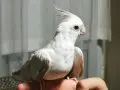 Sultan Kuşları Kafesleri ile birlikte