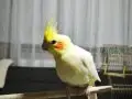 Sultan Kuşları Kafesleri ile birlikte