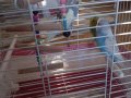 kafes+1 çift + 1 erkek (üretime ideal dışı)