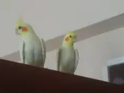 Konuşan, marş söyleyen,damızlık sultan papağan çifti