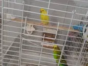 Bir çift iki yavru